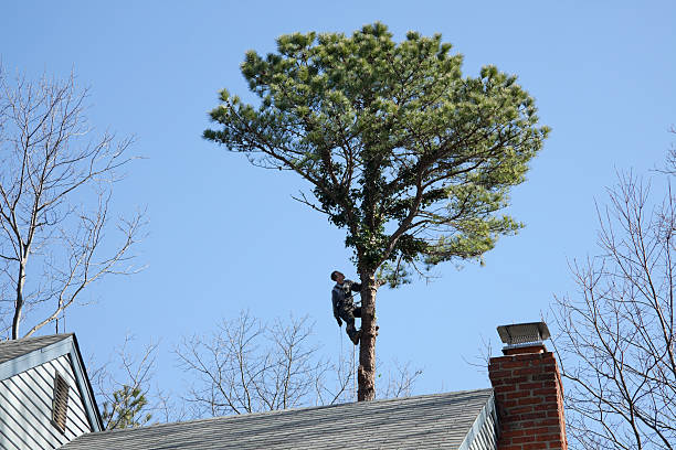 Best Storm Damage Tree Cleanup  in Fullerton, CA